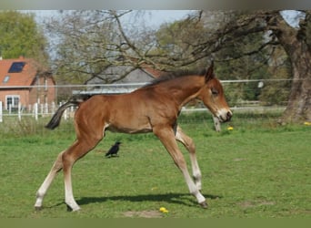 American Quarter Horse, Hengst, Veulen (04/2026), 148 cm, Bruin