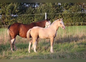 American Quarter Horse, Hengst, Veulen (01/2025), 148 cm, Palomino