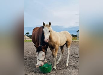 American Quarter Horse, Hengst, Veulen (01/2025), 148 cm, Palomino