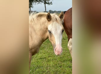 American Quarter Horse, Hengst, Veulen (01/2025), 148 cm, Palomino