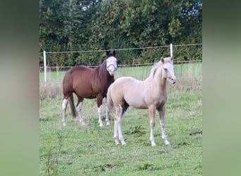 American Quarter Horse, Hengst, Veulen (01/2025), 148 cm, Palomino