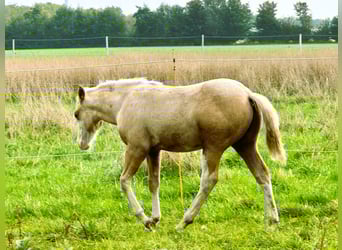 American Quarter Horse, Hengst, Veulen (01/2025), 148 cm, Palomino