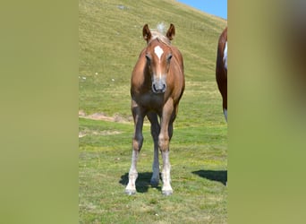 American Quarter Horse Mix, Hengst, Veulen (04/2026), 148 cm