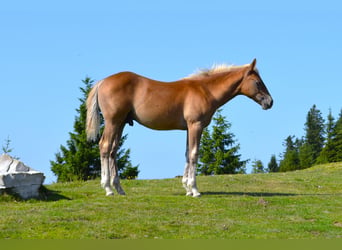 American Quarter Horse Mix, Hengst, Veulen (04/2026), 148 cm