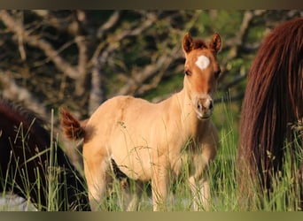 American Quarter Horse, Hengst, veulen (03/2023), 148 cm, Red Dun