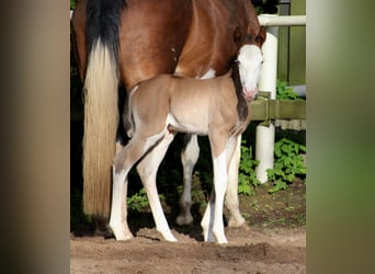 American Quarter Horse, Hengst, veulen (04/2024), 149 cm, Overo-alle-kleuren