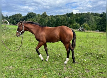 American Quarter Horse, Hengst, veulen (04/2023), 150 cm, Brauner