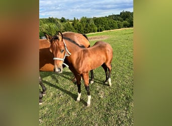 American Quarter Horse, Hengst, veulen (04/2023), 150 cm, Brauner