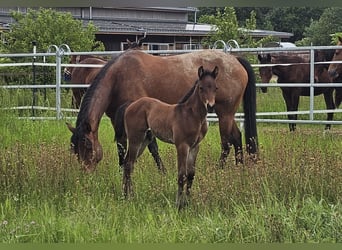 American Quarter Horse, Hengst, veulen (04/2024), 150 cm, Brauner