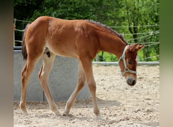 American Quarter Horse, Hengst, veulen (04/2024), 150 cm, Brauner