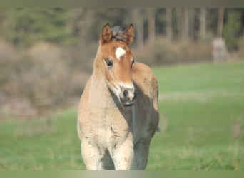 American Quarter Horse, Hengst, veulen (02/2024), 150 cm, Brauner