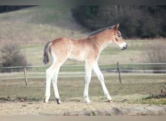 American Quarter Horse, Hengst, veulen (02/2024), 150 cm, Brauner