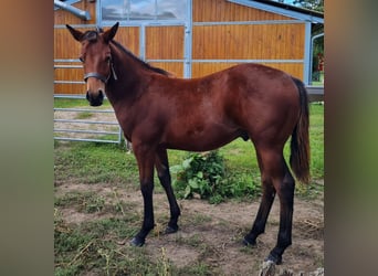 American Quarter Horse, Hengst, veulen (02/2023), 150 cm, Brauner