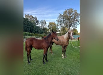 American Quarter Horse, Hengst, veulen (02/2023), 150 cm, Brauner