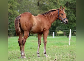 American Quarter Horse, Hengst, veulen (04/2024), 150 cm, Bruin