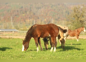 American Quarter Horse, Hengst, veulen (03/2024), 150 cm, Bruin