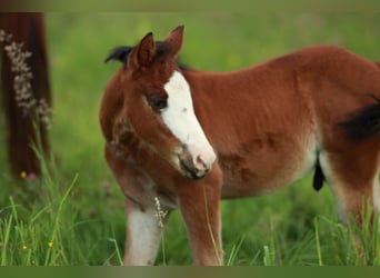 American Quarter Horse, Hengst, veulen (03/2024), 150 cm, Bruin