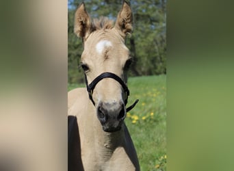 American Quarter Horse, Hengst, Veulen (04/2026), 150 cm, Buckskin