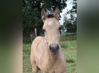 American Quarter Horse, Hengst, Veulen (04/2026), 150 cm, Buckskin