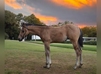 American Quarter Horse, Hengst, veulen (04/2024), 150 cm, Buckskin