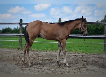 American Quarter Horse, Hengst, veulen (04/2024), 150 cm, Buckskin