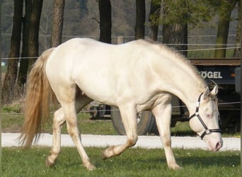 American Quarter Horse, Hengst, veulen (04/2024), 150 cm, Buckskin