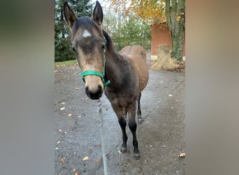 American Quarter Horse, Hengst, , 150 cm, Buckskin