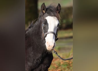 American Quarter Horse, Hengst, Veulen (05/2025), 150 cm, Donkerbruin