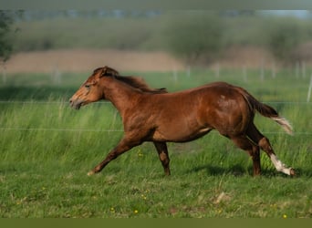 American Quarter Horse, Hengst, Veulen (01/2026), 150 cm, Donkere-vos