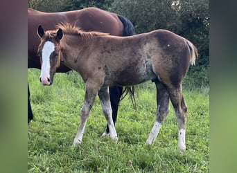 American Quarter Horse, Hengst, Veulen (05/2025), 150 cm, Donkere-vos