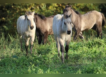 American Quarter Horse, Hengst, Veulen (06/2025), 150 cm, Dunalino