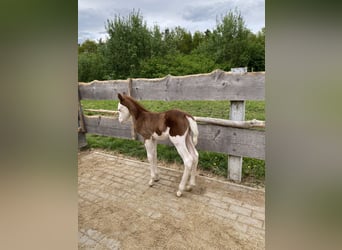 American Quarter Horse, Hengst, Veulen (06/2026), 150 cm, Overo-alle-kleuren