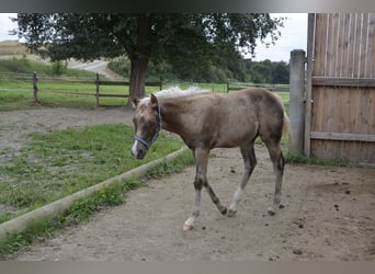 American Quarter Horse, Hengst, veulen (05/2024), 150 cm, Palomino