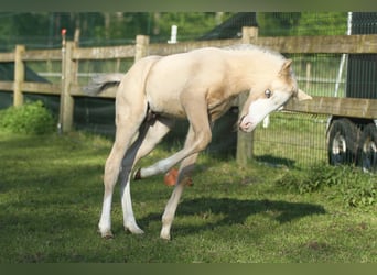 American Quarter Horse, Hengst, veulen (04/2024), 150 cm, Palomino