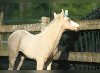 American Quarter Horse, Hengst, veulen (04/2024), 150 cm, Palomino