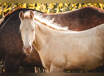 American Quarter Horse, Hengst, veulen (05/2024), 150 cm, Perlino