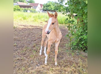 American Quarter Horse, Hengst, Veulen (05/2026), 150 cm, Red Dun