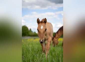 American Quarter Horse, Hengst, Fohlen (04/2024), 150 cm, Red Dun