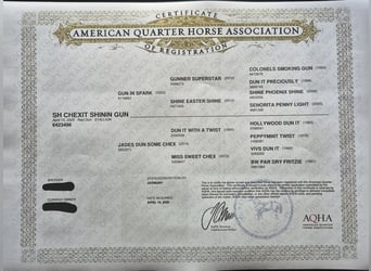 American Quarter Horse, Hengst, Veulen (04/2025), 150 cm, Red Dun