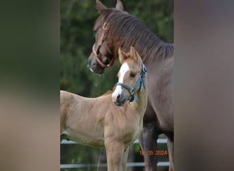 American Quarter Horse, Hengst, veulen (04/2024), 150 cm, Red Dun