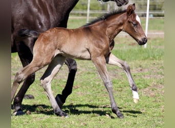 American Quarter Horse, Hengst, Veulen (01/2026), 150 cm, Roan-Bay