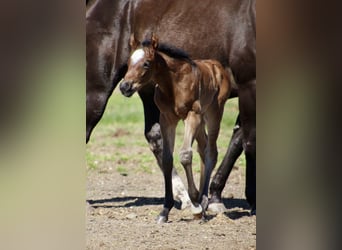 American Quarter Horse, Hengst, Veulen (01/2026), 150 cm, Roan-Bay