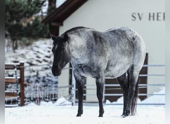 American Quarter Horse, Hengst, veulen (01/2024), 150 cm, Roan-Blue