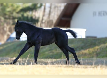 American Quarter Horse, Hengst, veulen (01/2024), 150 cm, Roan-Blue