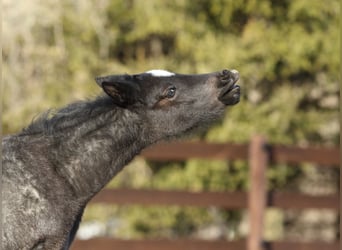 American Quarter Horse, Hengst, , 150 cm, Roan-Blue