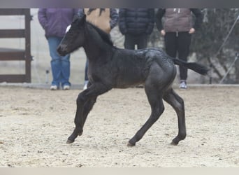 American Quarter Horse, Hengst, , 150 cm, Roan-Blue