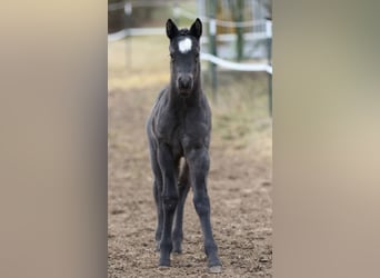 American Quarter Horse, Hengst, , 150 cm, Roan-Blue