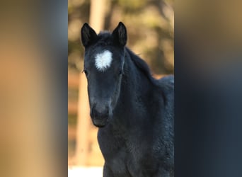 American Quarter Horse, Hengst, , 150 cm, Roan-Blue