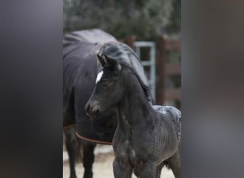 American Quarter Horse, Hengst, , 150 cm, Roan-Blue