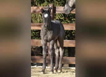 American Quarter Horse, Hengst, , 150 cm, Roan-Blue